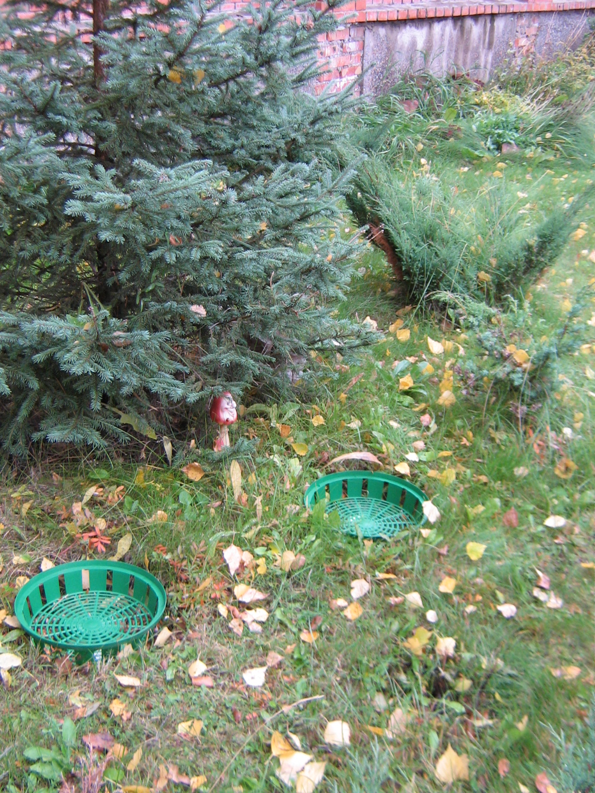 специальные корзины  для посадки луковичных  цветов