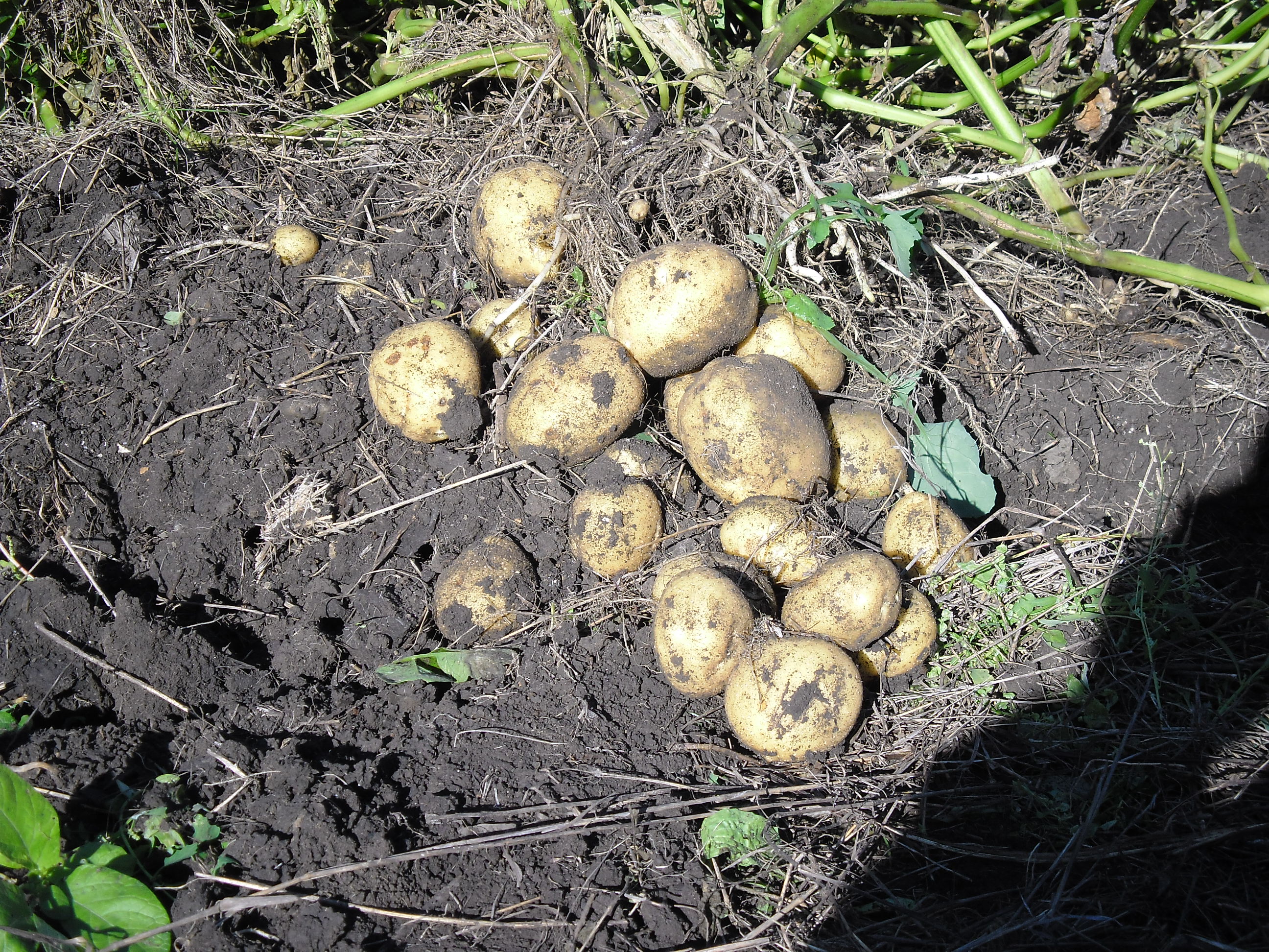 Урожай картофеля массой. Урожай картофеля с 5 гектаров. Мини клубни картофеля из семян. Картофельная га Исакогорский. Урожайность картофеля Магаданская область.