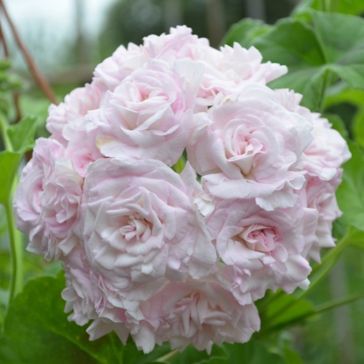 Пеларгония сурвивор розалинда розебудная фото